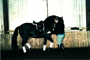 David Pincus training a horse in-hand