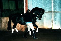 David Pincus working a horse in-hand