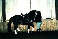 David Pincus working a horse in-hand