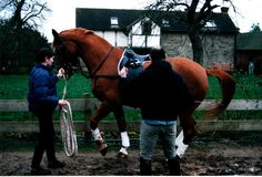 David Pincus working a horse in-hand