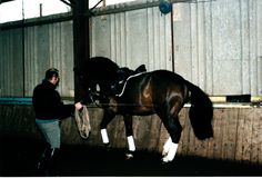 David Pincus working a horse in-hand