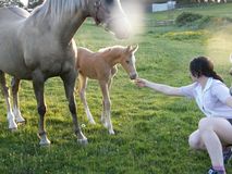 Mare with foal at foot at Sheepcote Equestrian