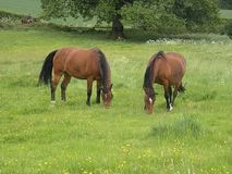 Sheepcote horses enjoy time out