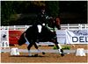 Lucy Pincus riding Sheepcote Sandmartin in the prize giving