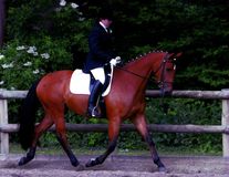 Nikki Cooke riding Sheepcote Catkin