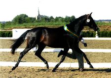 Sheepcote Delight, supreme champion 2006 Young Horse Breeding 