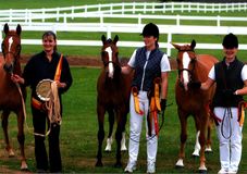 British Breeding Potential Dressage Ponies by Sheepcote Wurlitzer