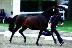 Sheepcote Diva, Young Horse Championships 2005